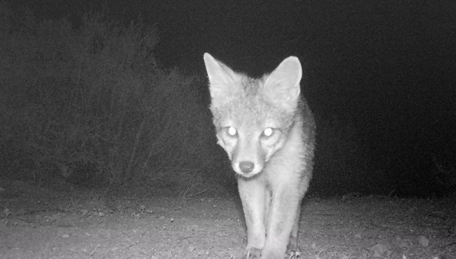 gray fox on camera trap