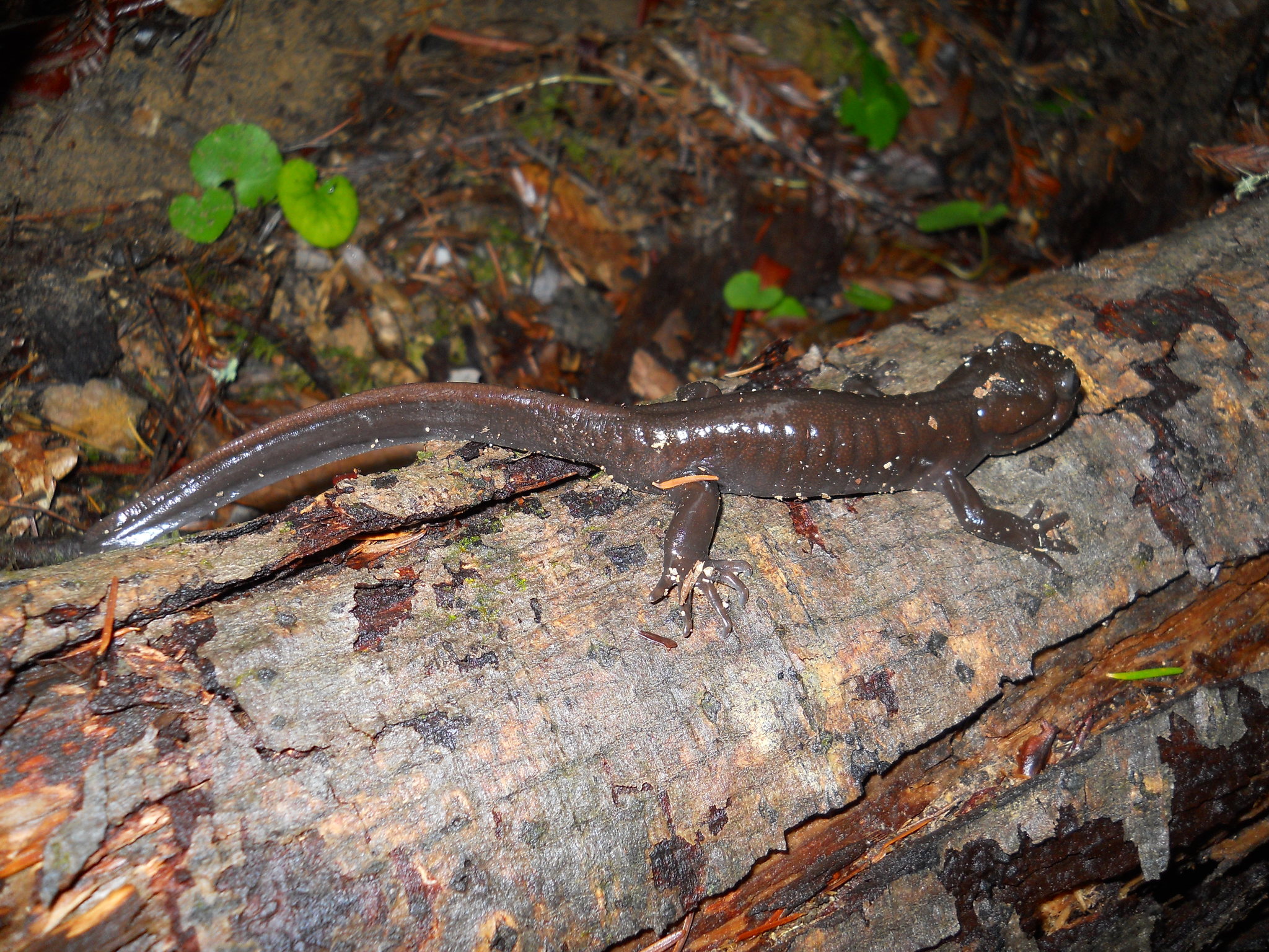 Ask the Naturalist A Guide to Bay Area Salamanders Bay Nature