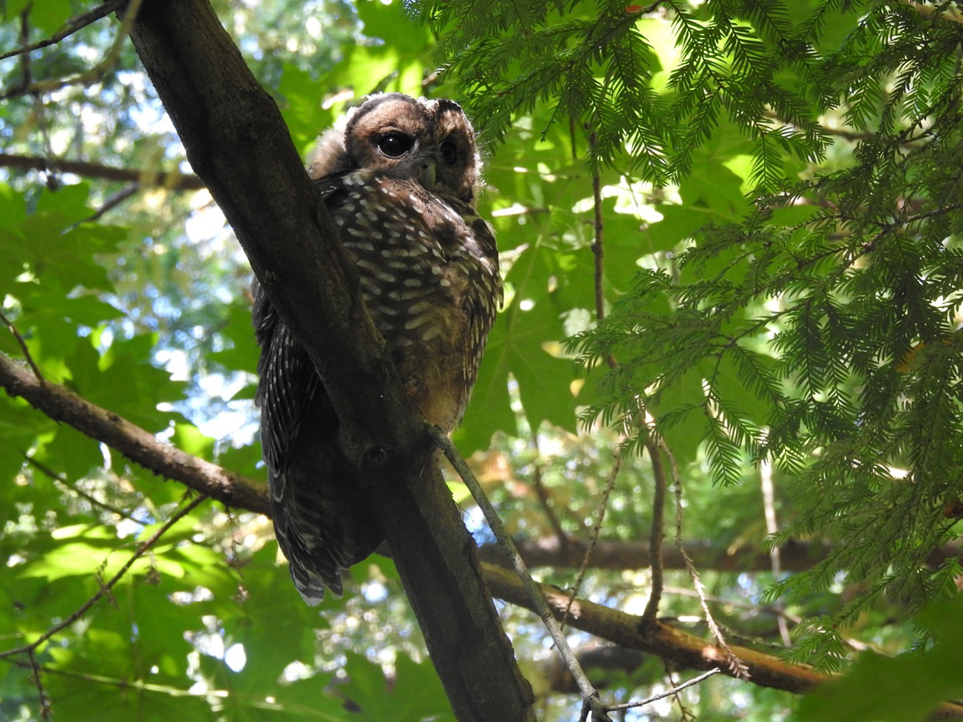 spotted owl