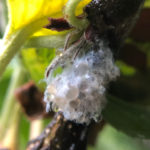 woolly aphids