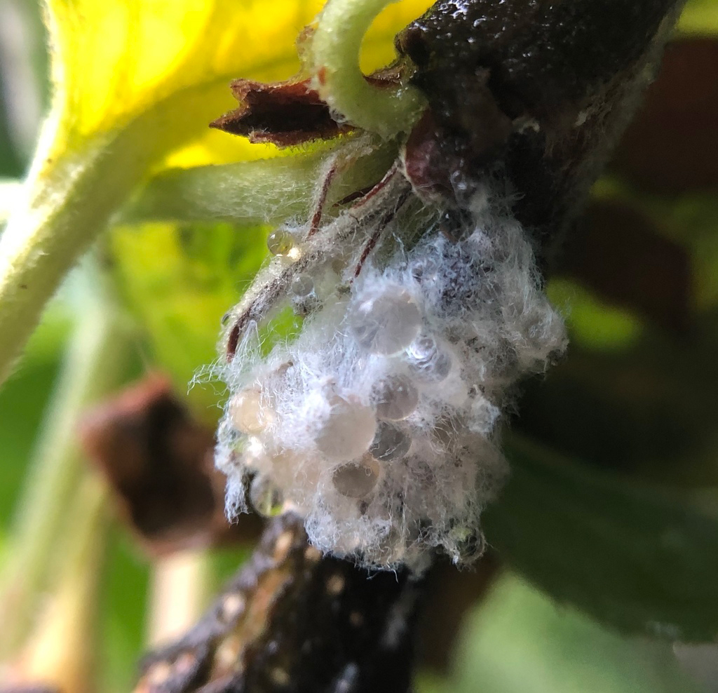 woolly aphids