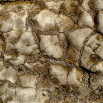 Acorn barnacles