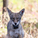 alpha female coyote