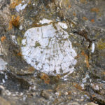 Briones shell hash rocks