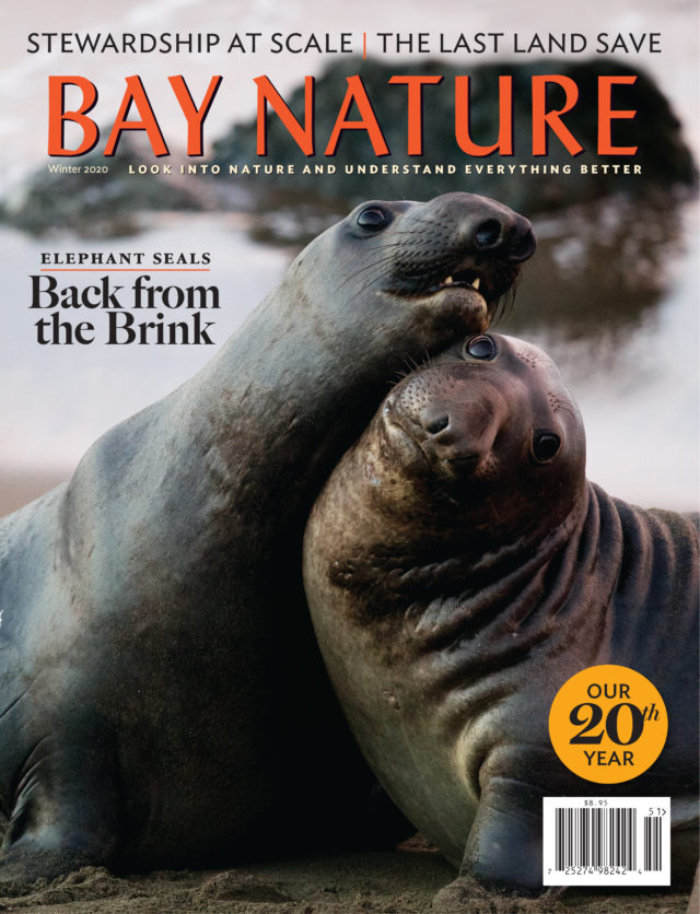Bay Nature magazine elephant seal cover Winter 2020