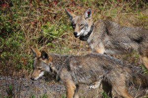 presidio alpha coyotes
