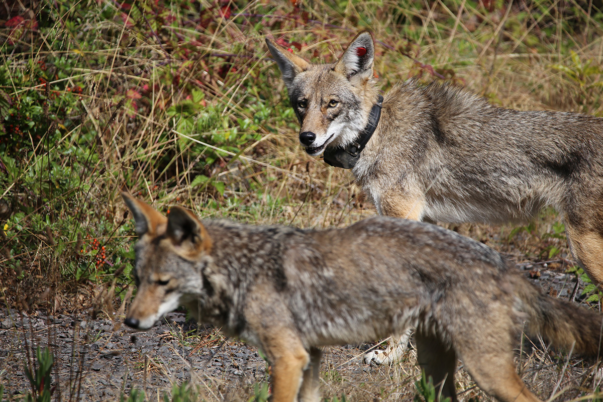 presidio alpha coyotes