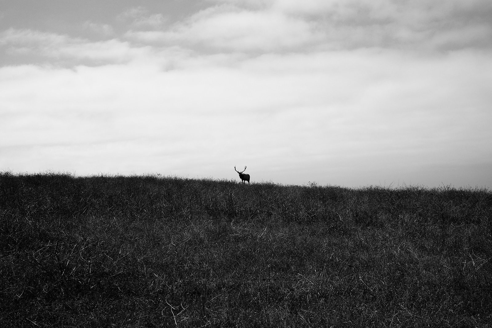 elk at Point Reyes