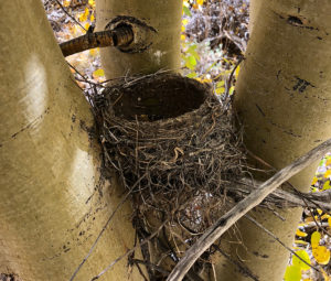 robin cup nest