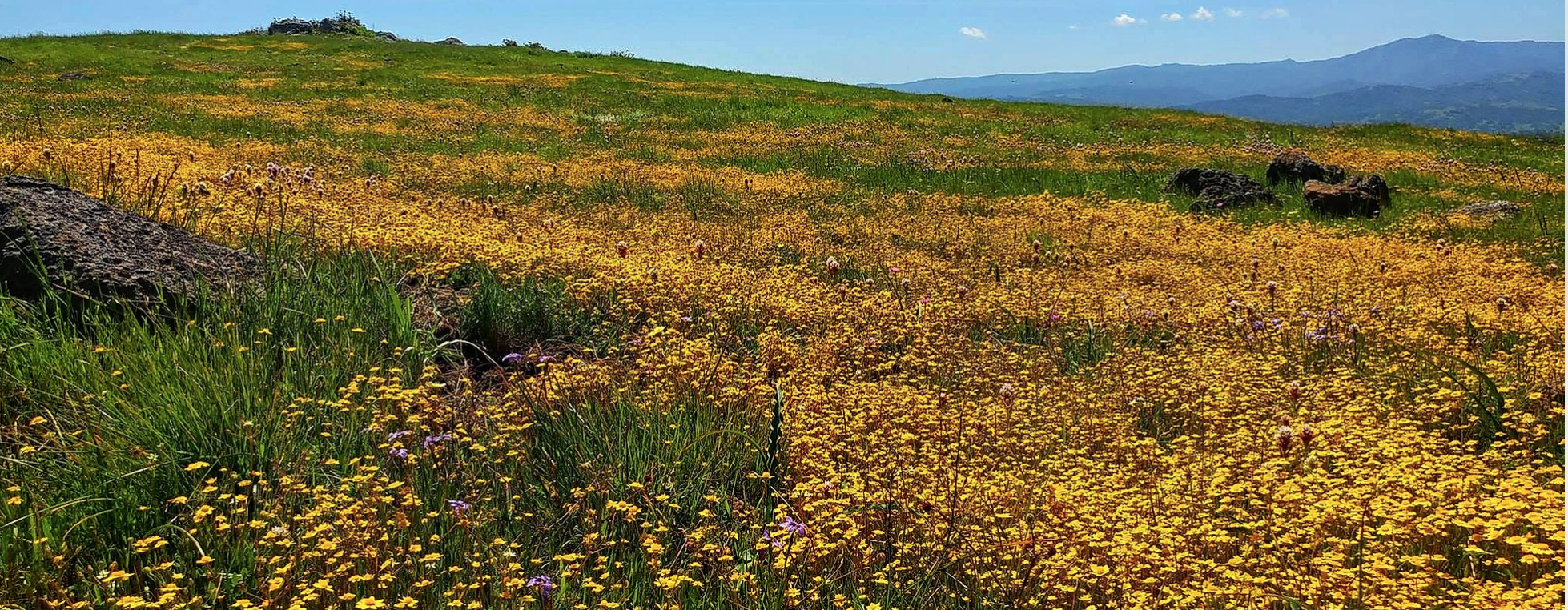 field of golden wildflowers
