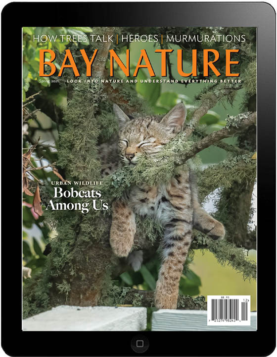 Bay Nature Spring 2021 digital edition cover: baby bobcat napping in tree