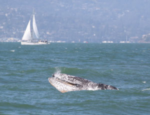 gray whale in SF Bay