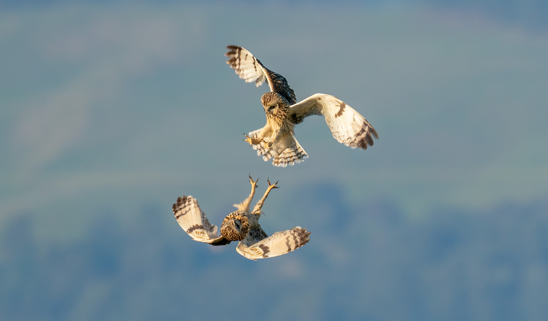 Photo Essay The Beautiful Geometry Of Short Eared Owls Bay Nature