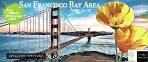 Golden Gate Bridge and wildflower illustration