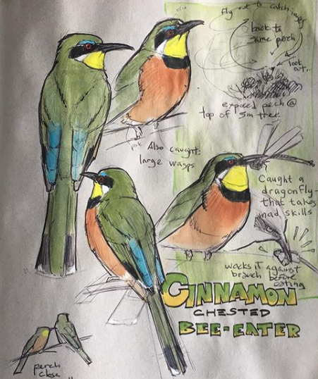 cinnamon-chested bee eaters: illustration by John Muir Laws