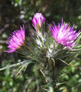thistle by Beth Newman