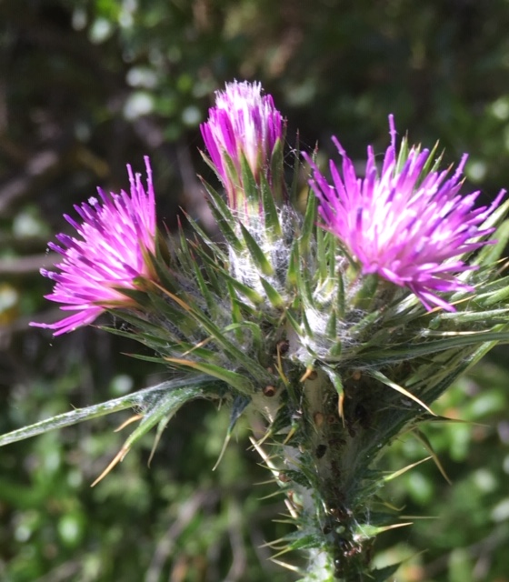 thistle by Beth Newman