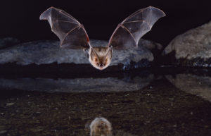 townsend's big-eared bat