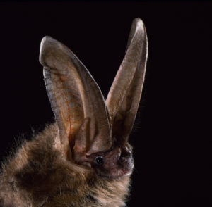 townsends big-eared bat
