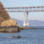 dolphins in the Bay