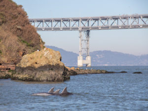 dolphins in the Bay