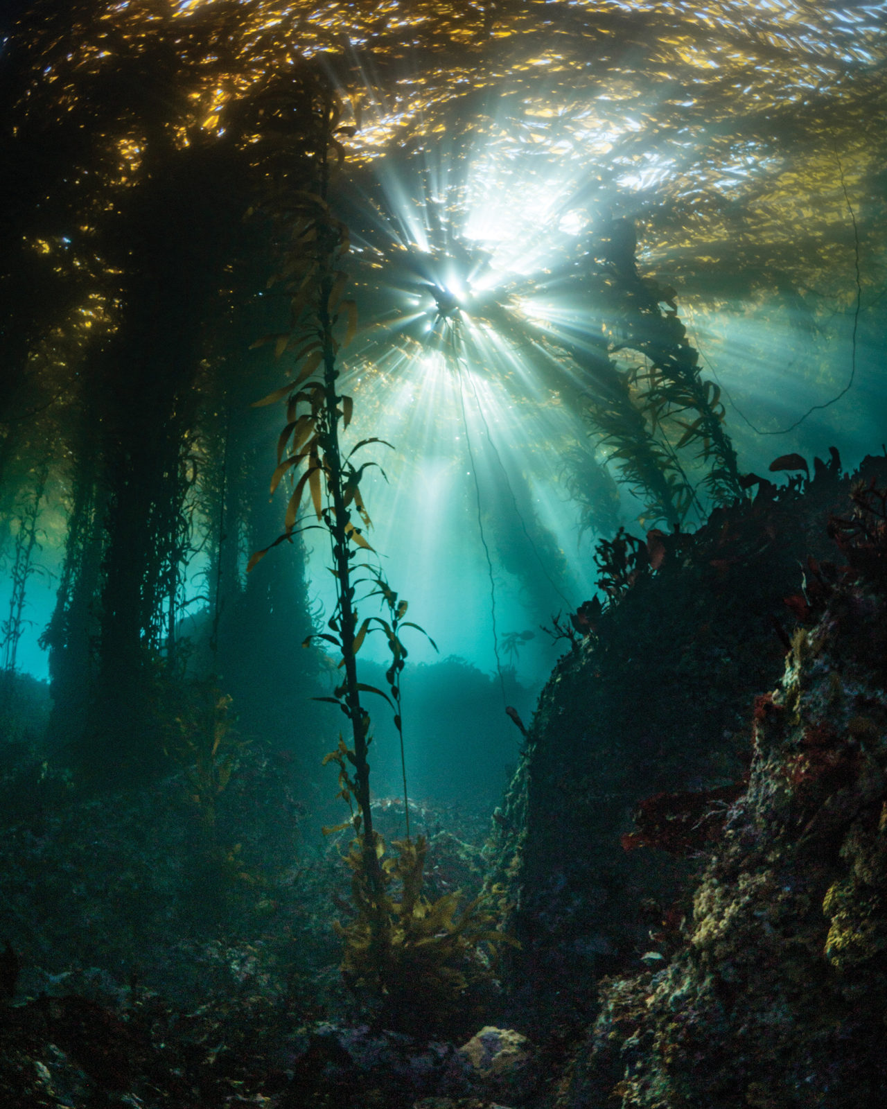 California Kelp Forest