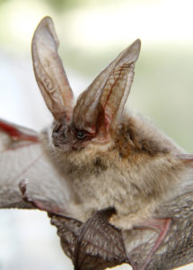 townsend's big-eared bat
