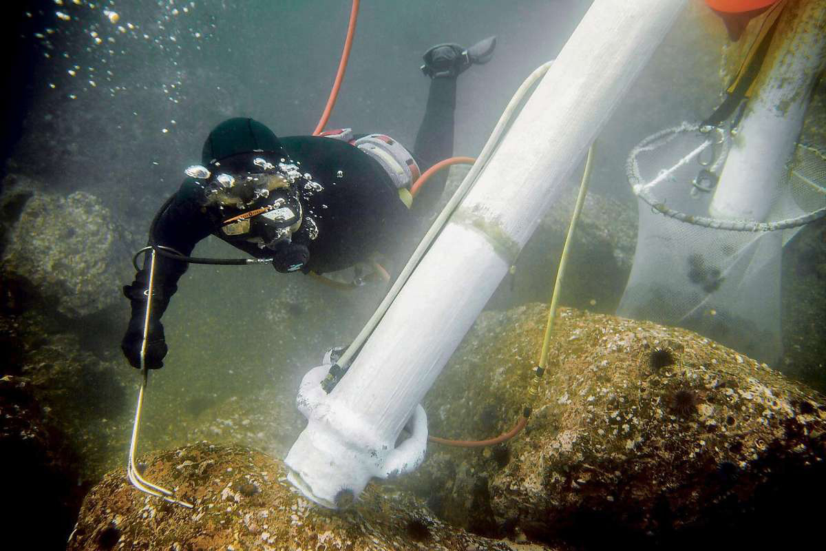 scuba diver removes kelp