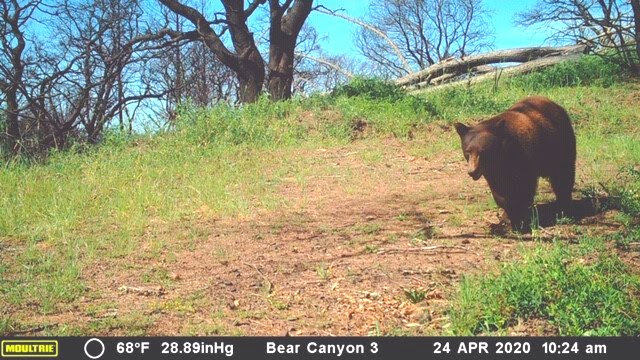 image of bear on webcam