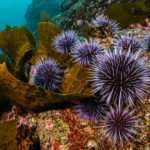 urchin barren