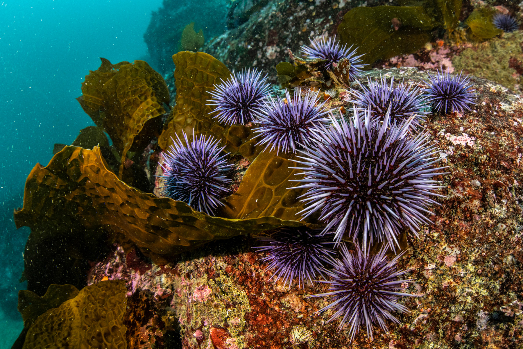 What is Uni: A Complete Guide to Sea Urchin • Harbor Fish Market