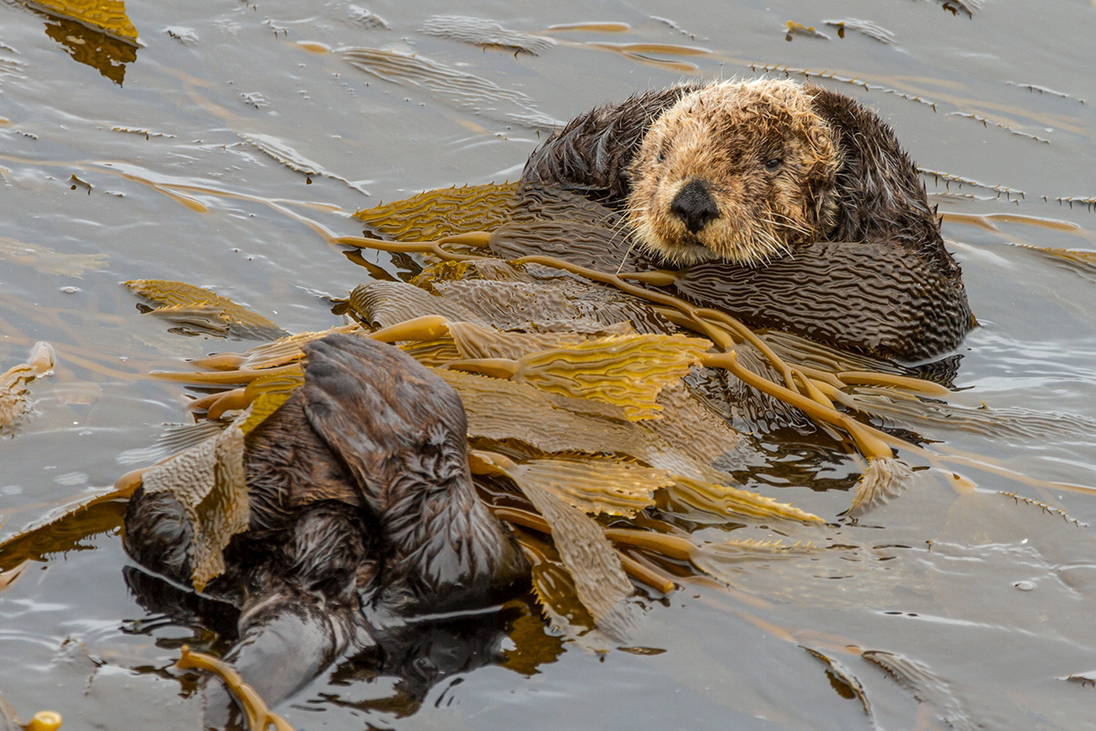 sea otter with kelp
