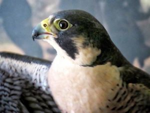 peregrine falcon by Maren Smith