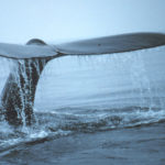 whale tail