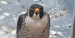 Annie the peregrine falcon