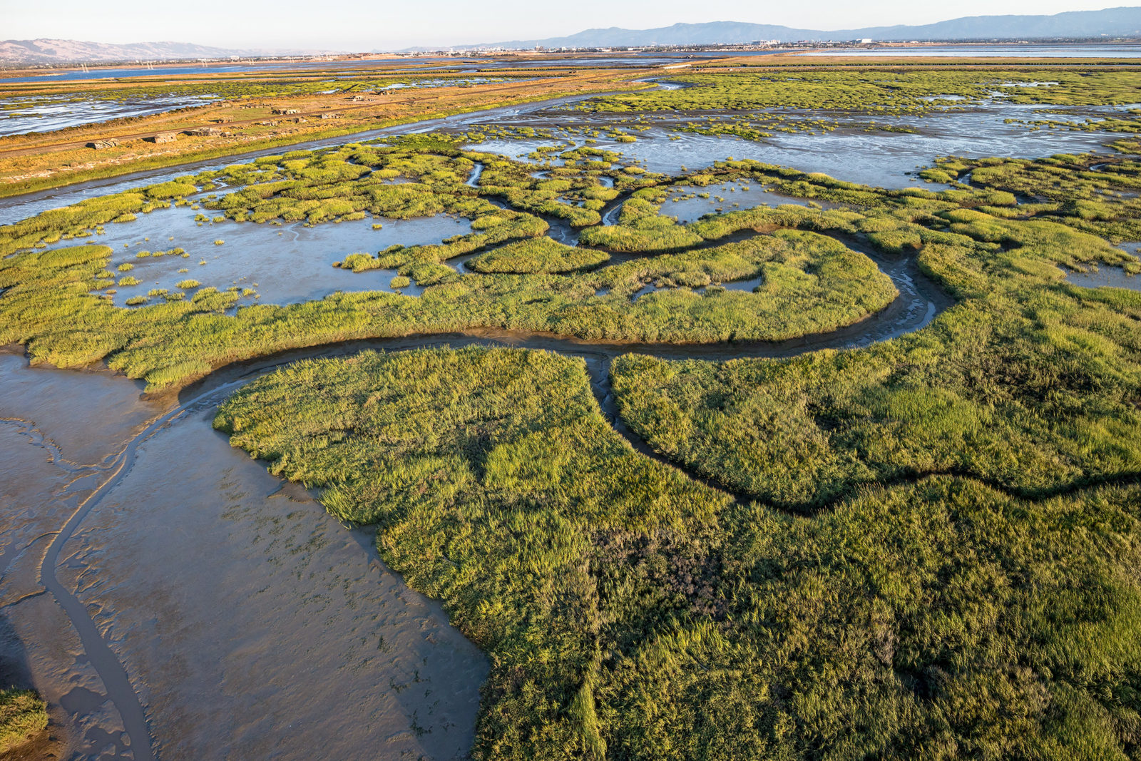 Restored tidal marsh