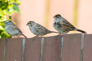 golden-crowned sparrows