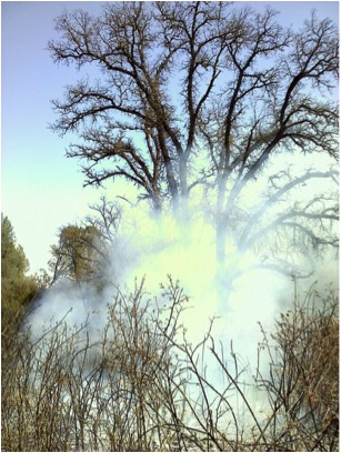 smoke on an oak tree