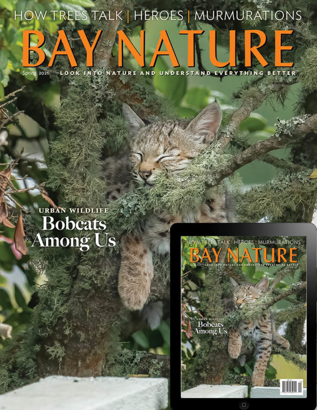 Bay Nature Spring 2021 issue cover: baby bobcat napping in tree