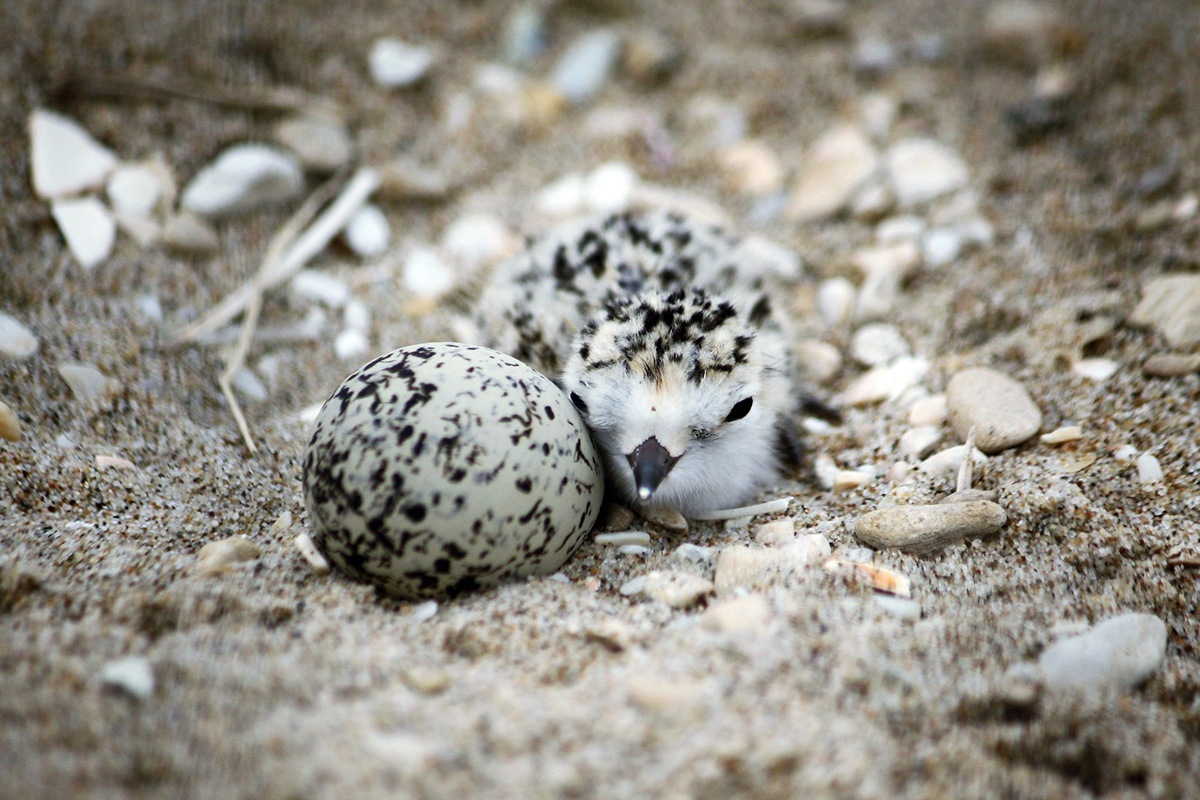 snowy plover chick and egg