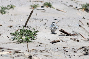 snowy plover dad and chick