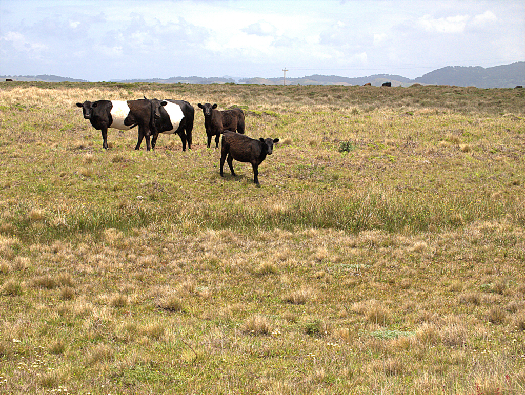 Cattle at Point Reyes National Seashore