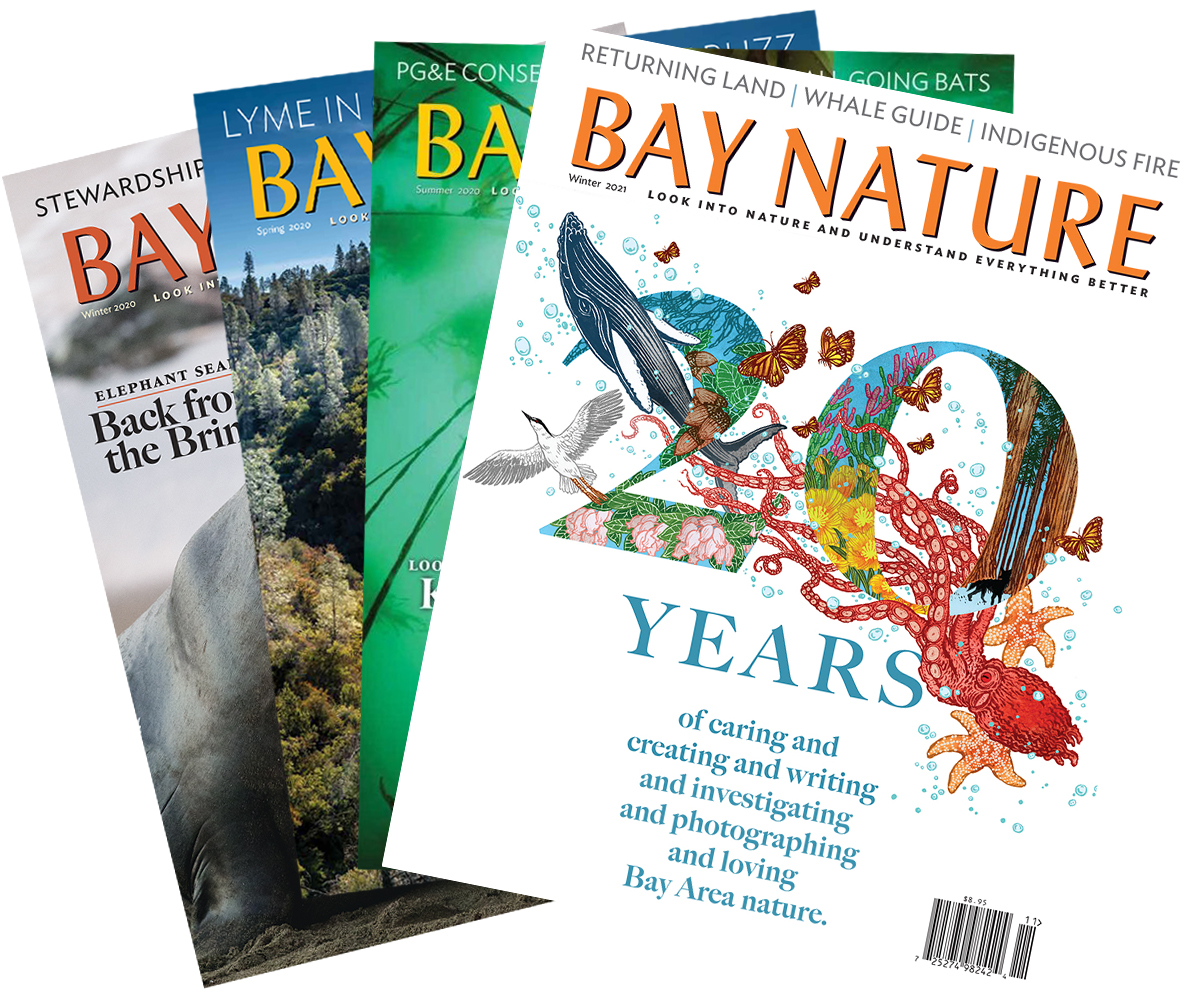 & Back Issues - Bay Nature