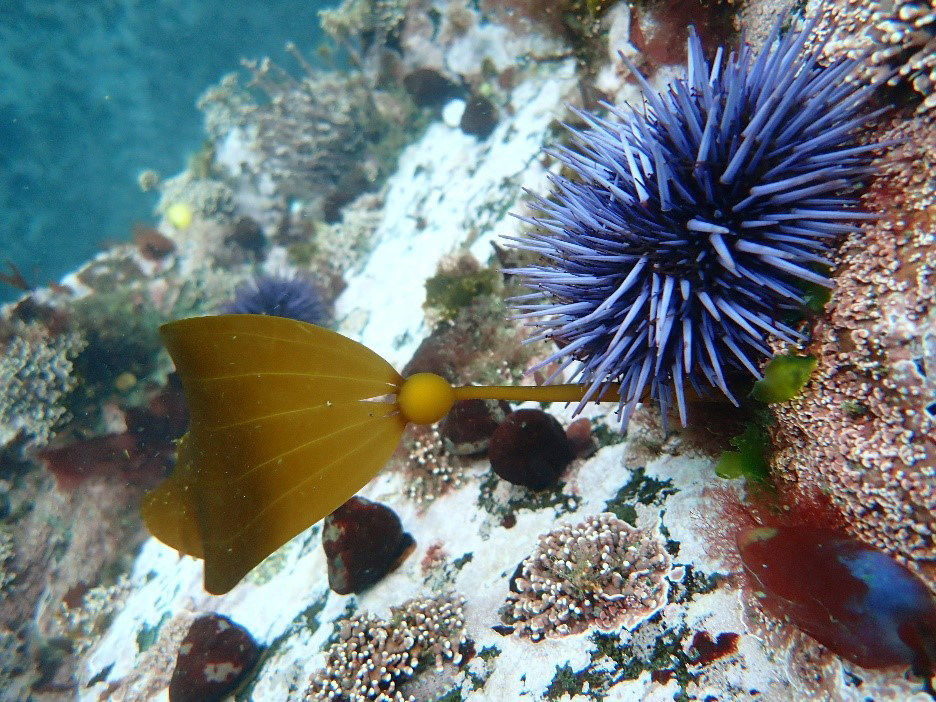urchin and kelp