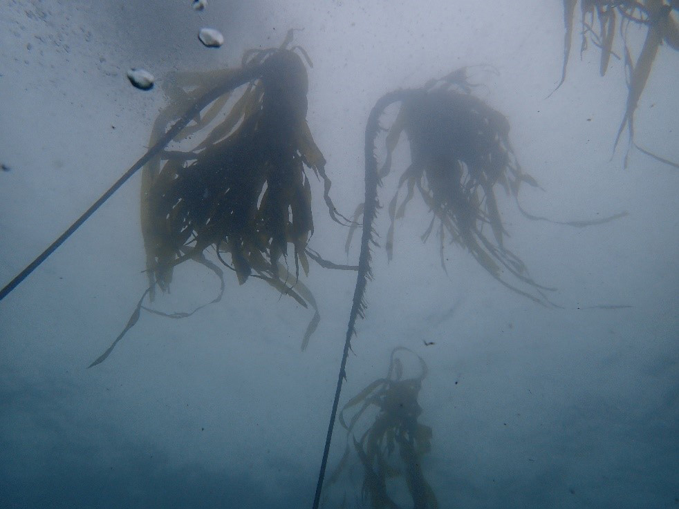 kelp canopy