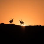 point reyes tule elk