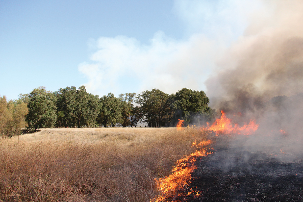 tribal burn in Cosumnes River Preserve