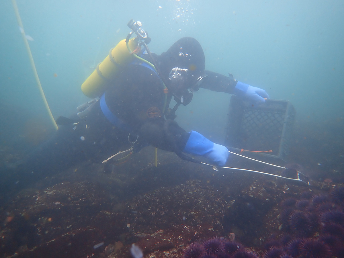 urchin diver removes urchins