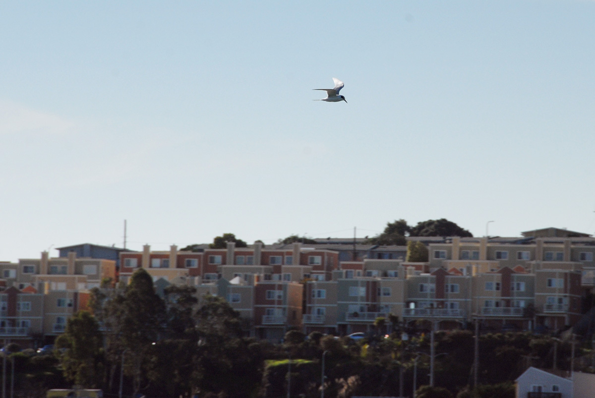 tern in SF