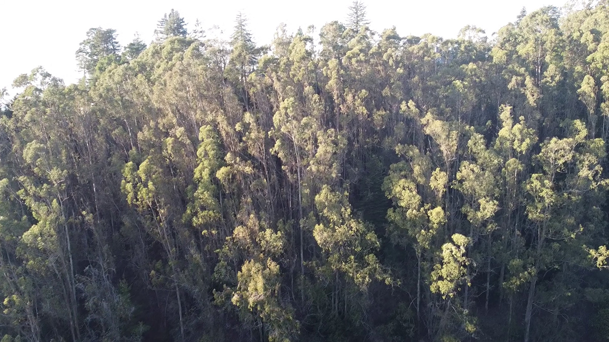 diseased eucalyptus trees